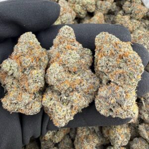 purple push pop strain