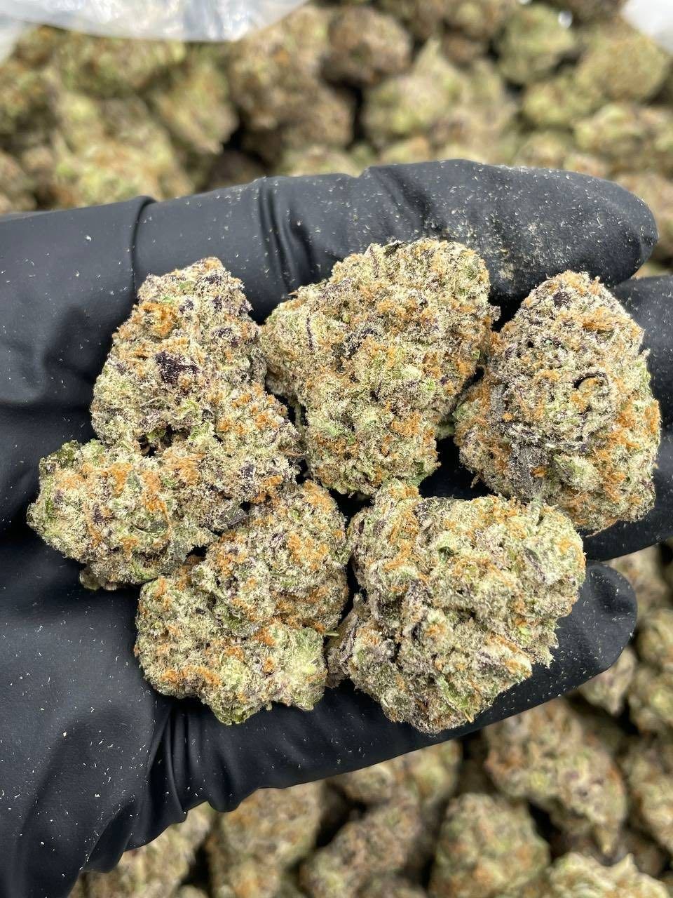 sour pez strain sour pez strain