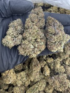 rainbow gelato strain