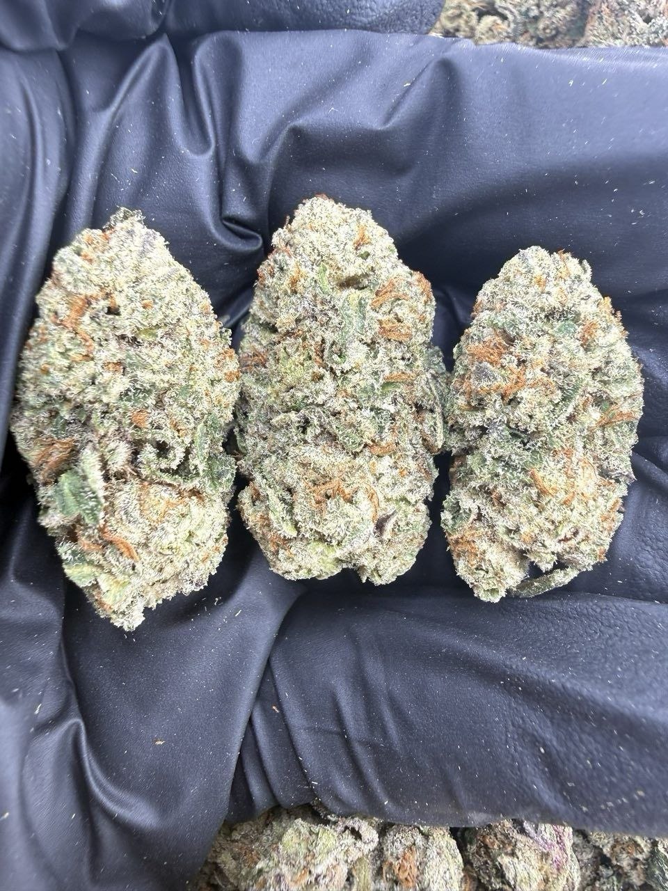 orange tangie strain orange tangie strain