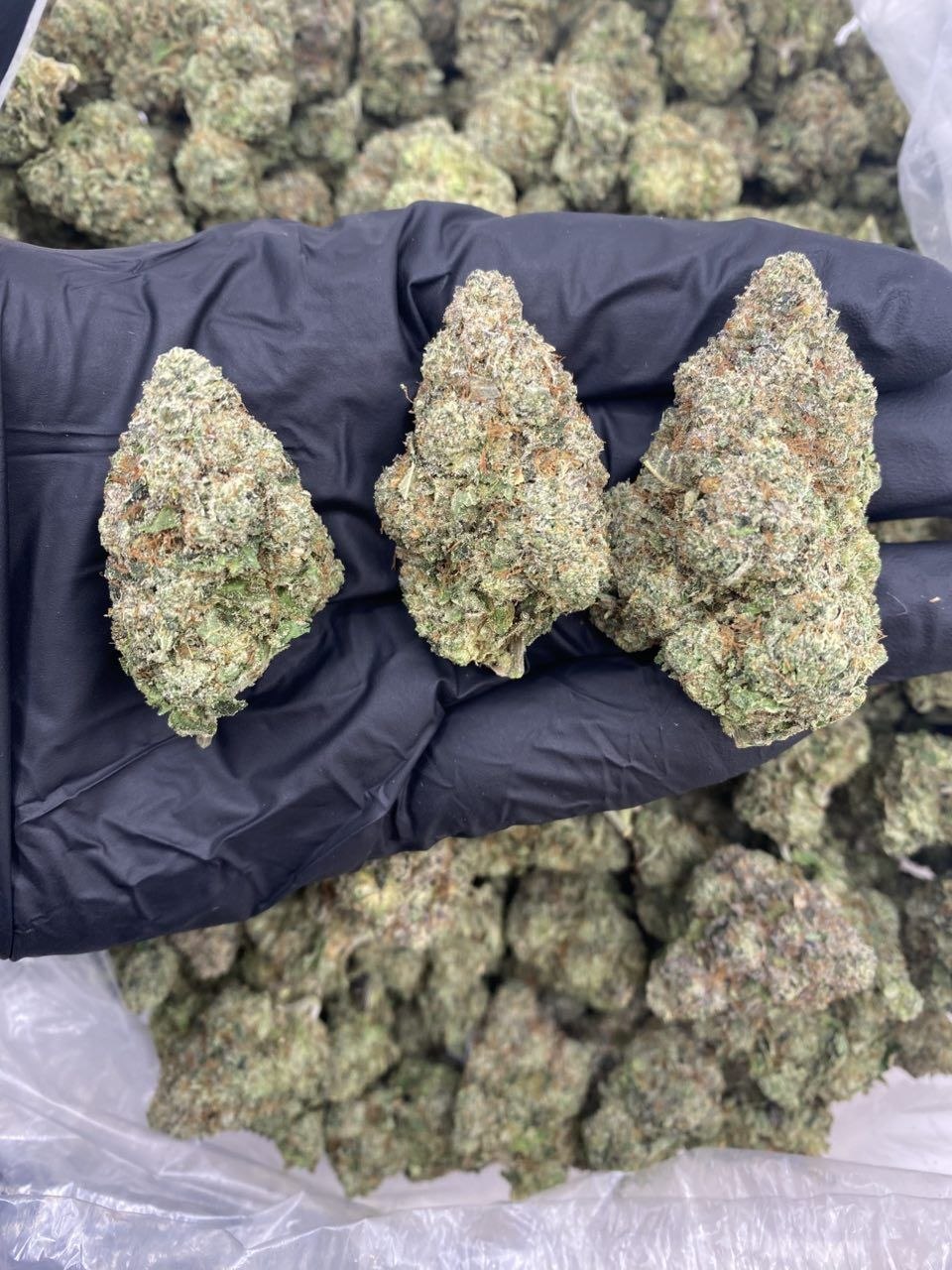blue guava weed strain blue guava weed strain