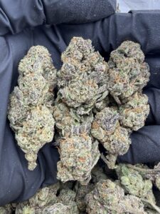 lemon cherry sherbet weed strain