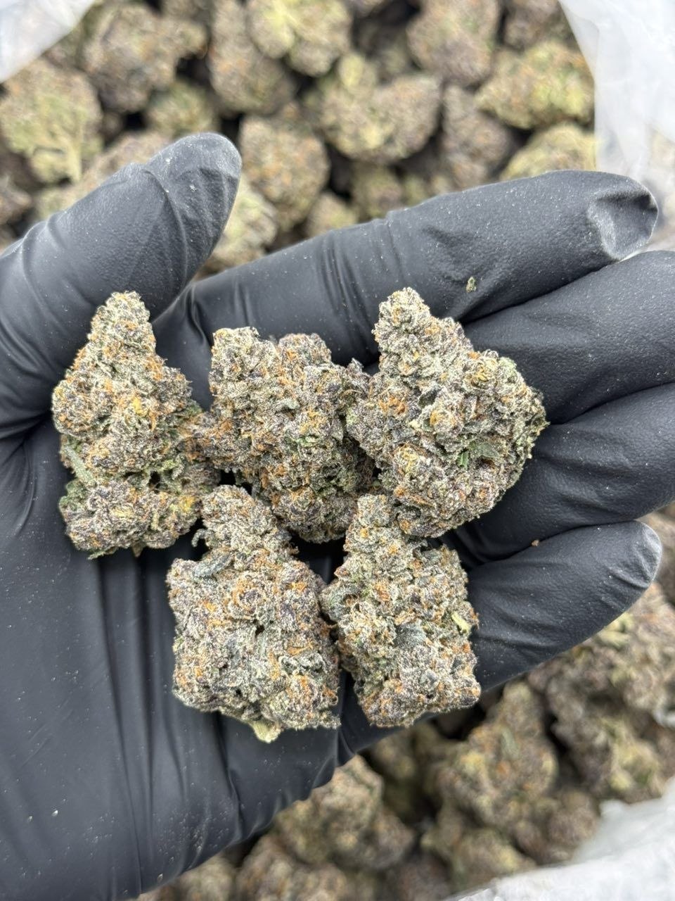 crunch berry weed strain crunch berry weed strain