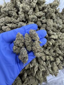 Golden Gas Weed Strain golden gas weed strain