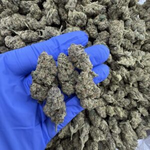 golden gas weed strain
