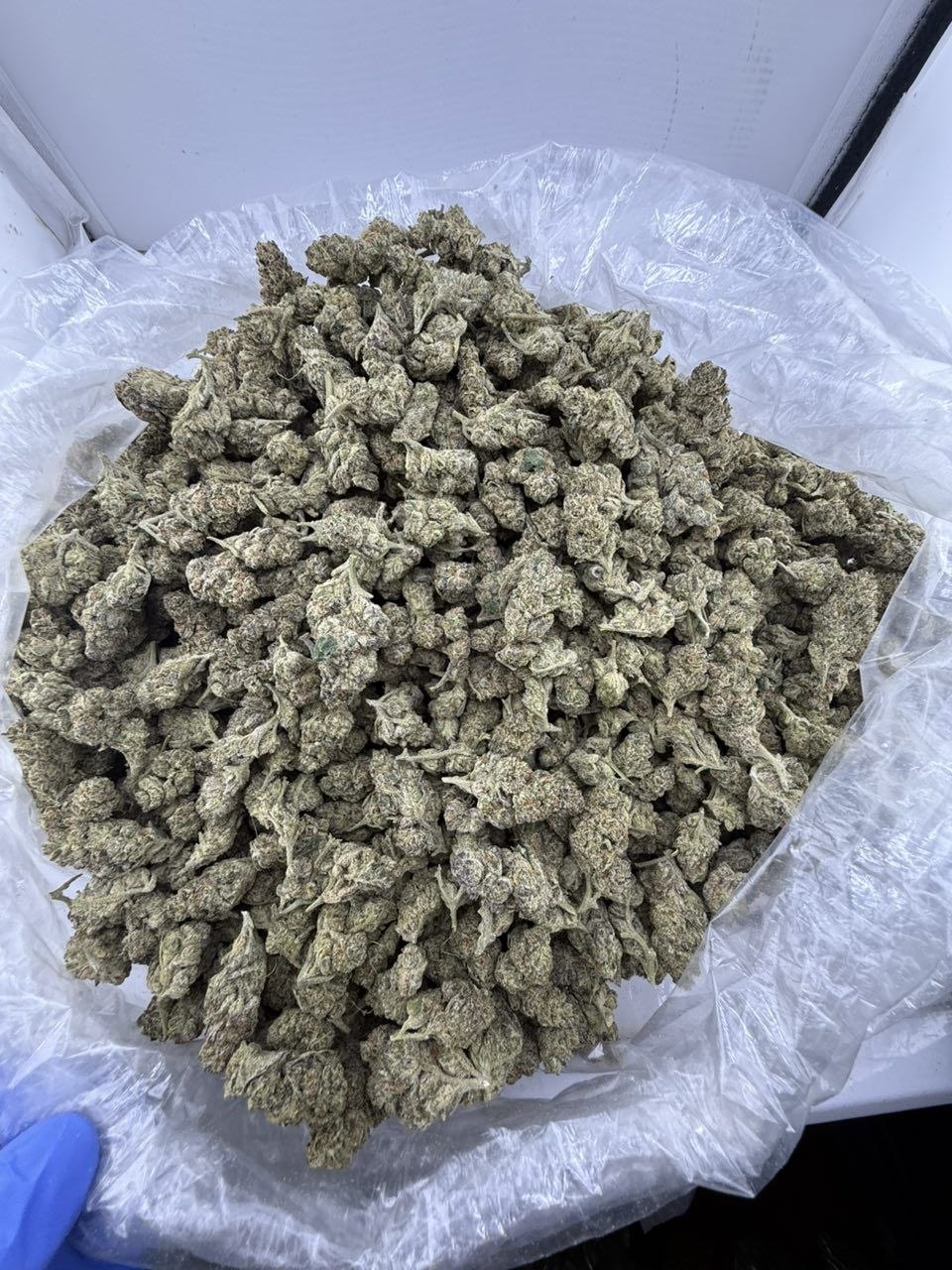 golden gas weed strain golden gas weed strain
