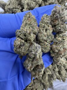 Golden Gas Weed Strain golden gas weed strain