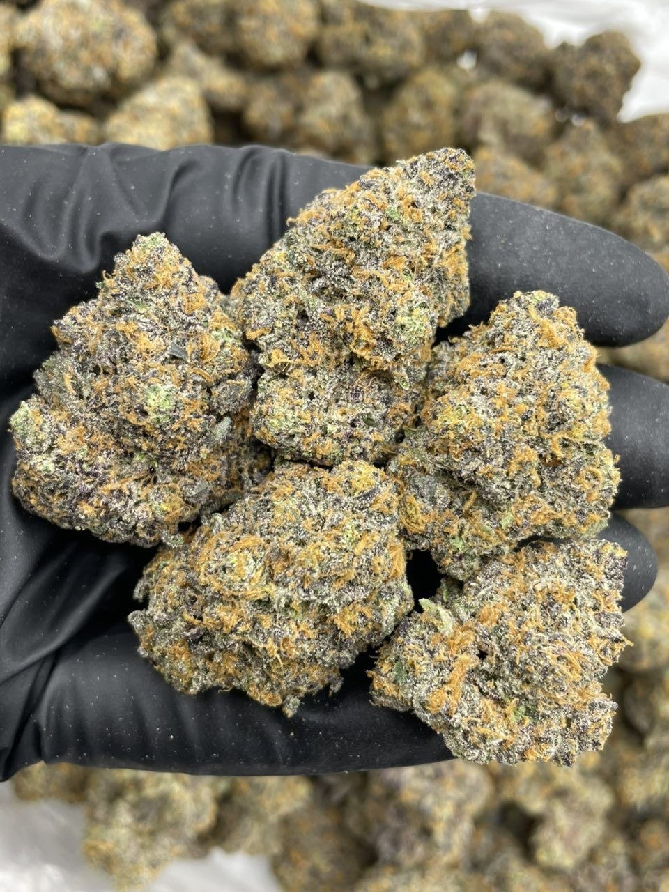 bubblegum belts weed strain bubblegum belts weed strain