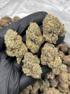 speaker knockerz weed strain